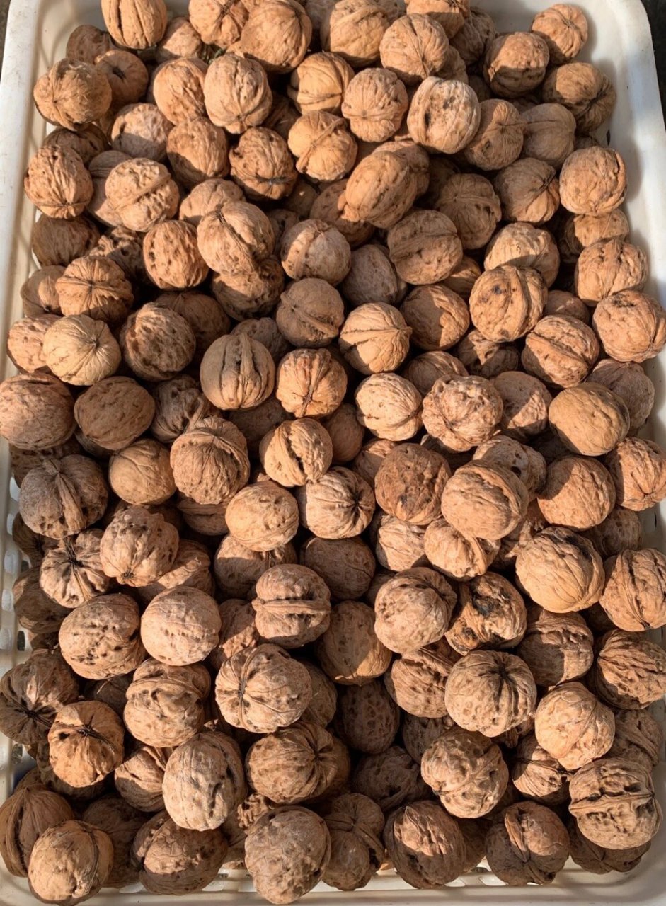 干核桃  无农药纯天然绿色干果 刚下树的新核桃,无农药,无漂白,纯