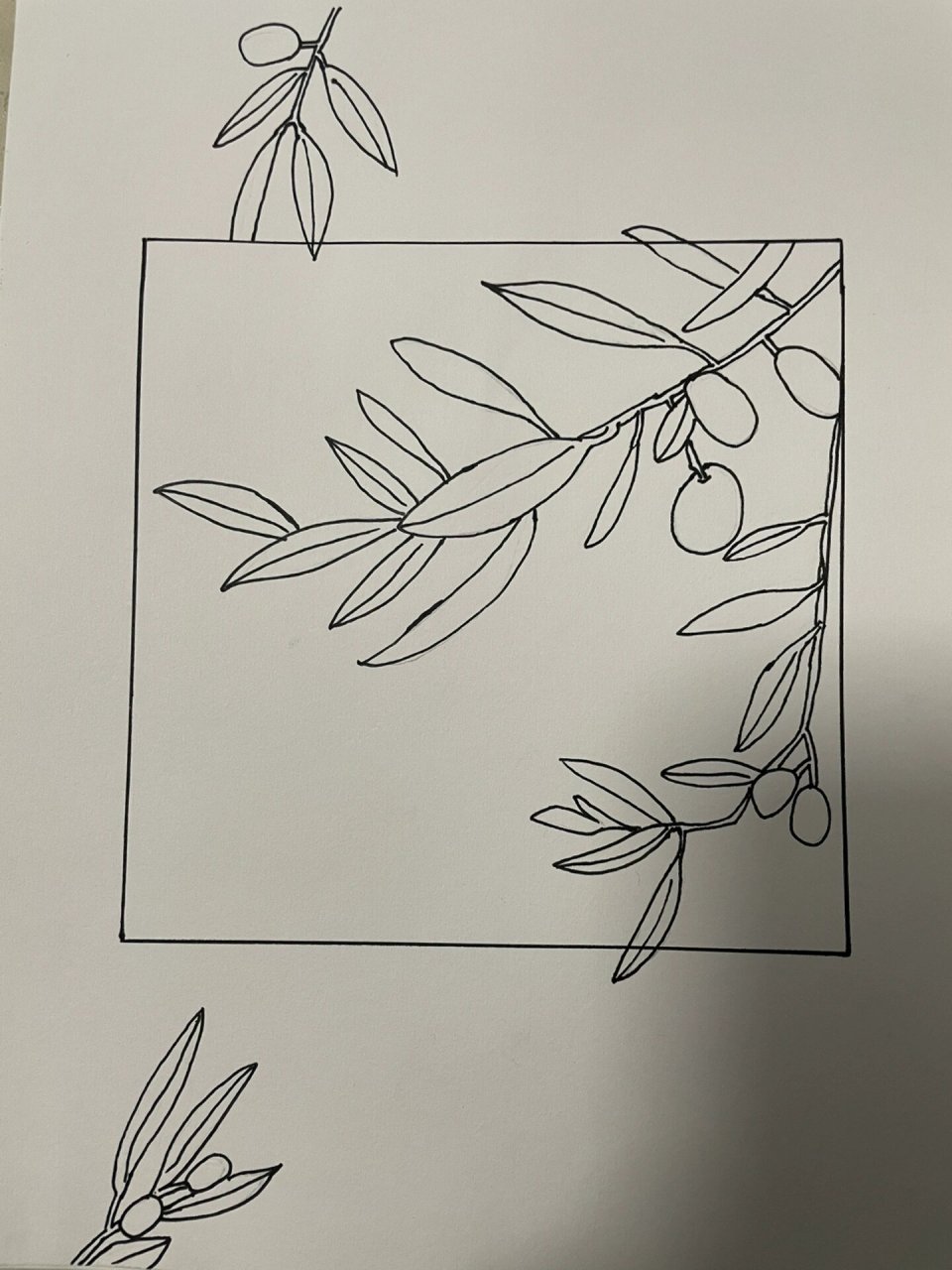 自学画画27 橄榄树 临摹《黑白线描花草集》