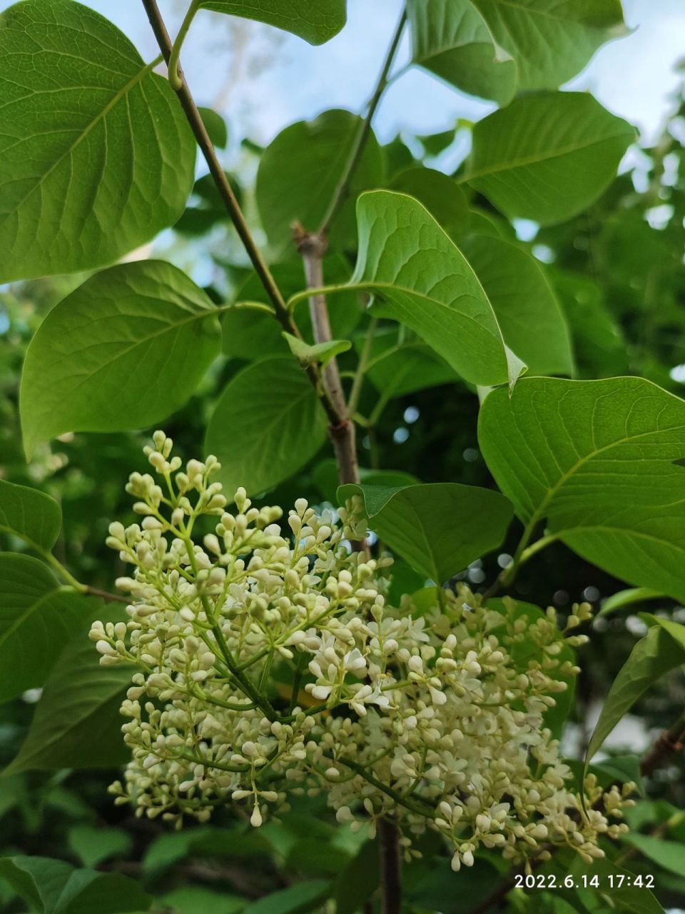暴马丁香 别名: 白丁香,荷花丁香,暴马子 	 药用价值: 全株可入药