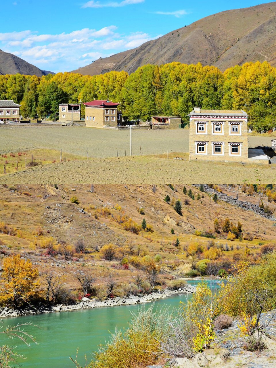 新都桥,秋色正当时 要看川西秋景,新都桥黄叶的小伙伴们可以冲了,目前