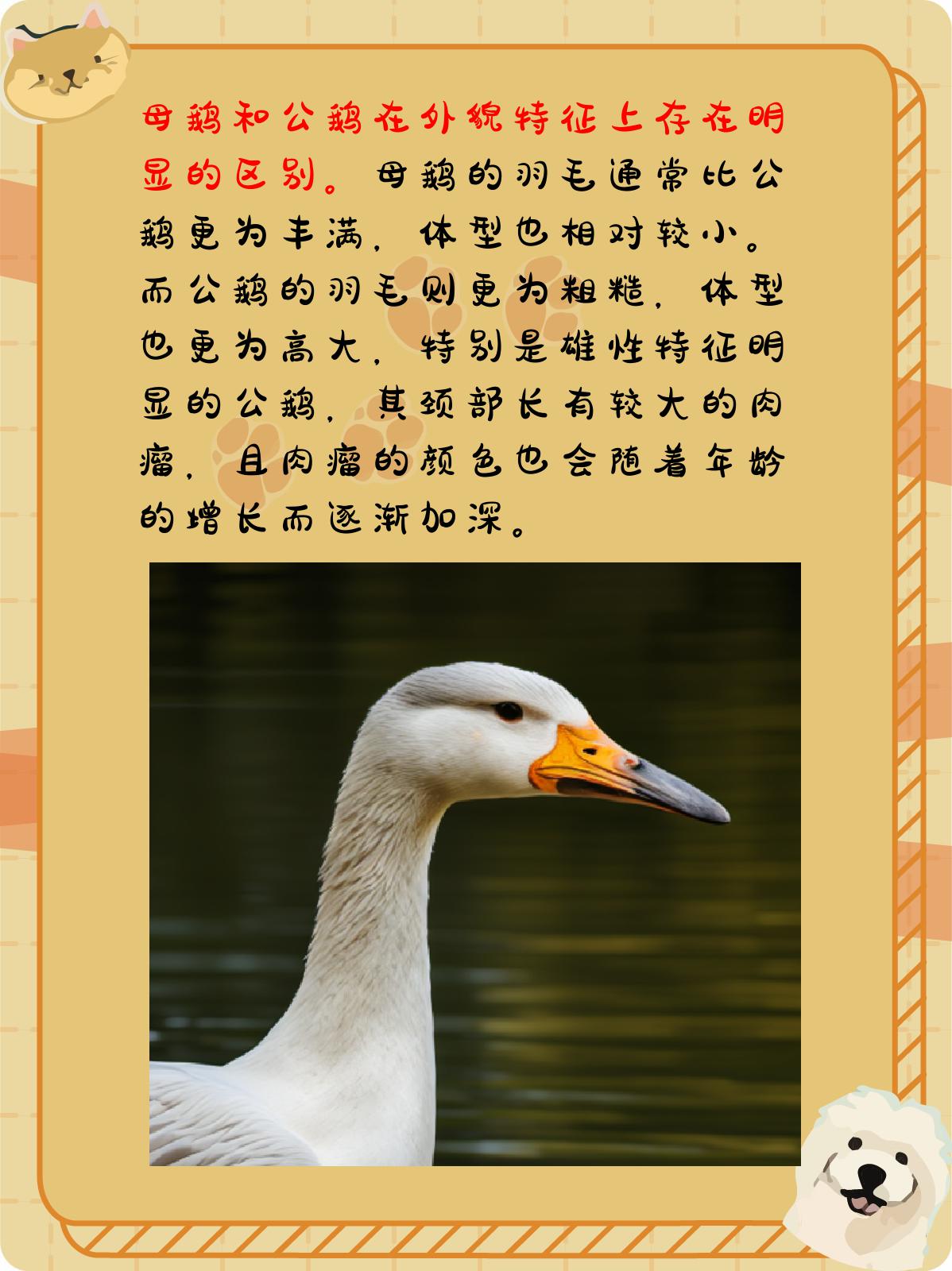 母鹅和公鹅的区别