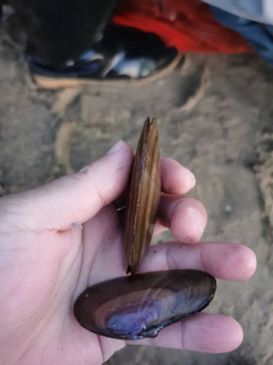 沙螺,学名为尖紫蛤 沙螺,学名为尖紫蛤,又名西施舌.