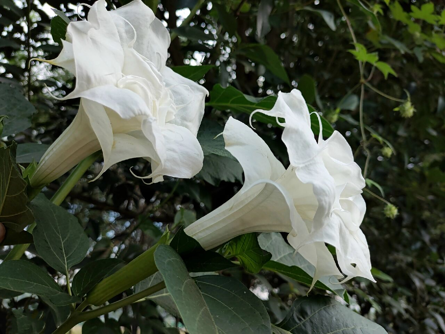 白色重瓣曼陀罗 草本,杂交种有香味