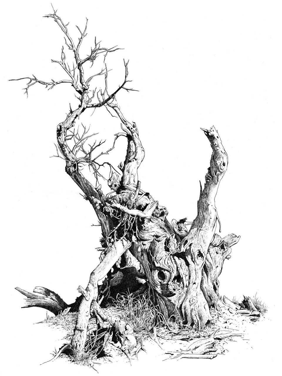 钢笔画-《胡杨》