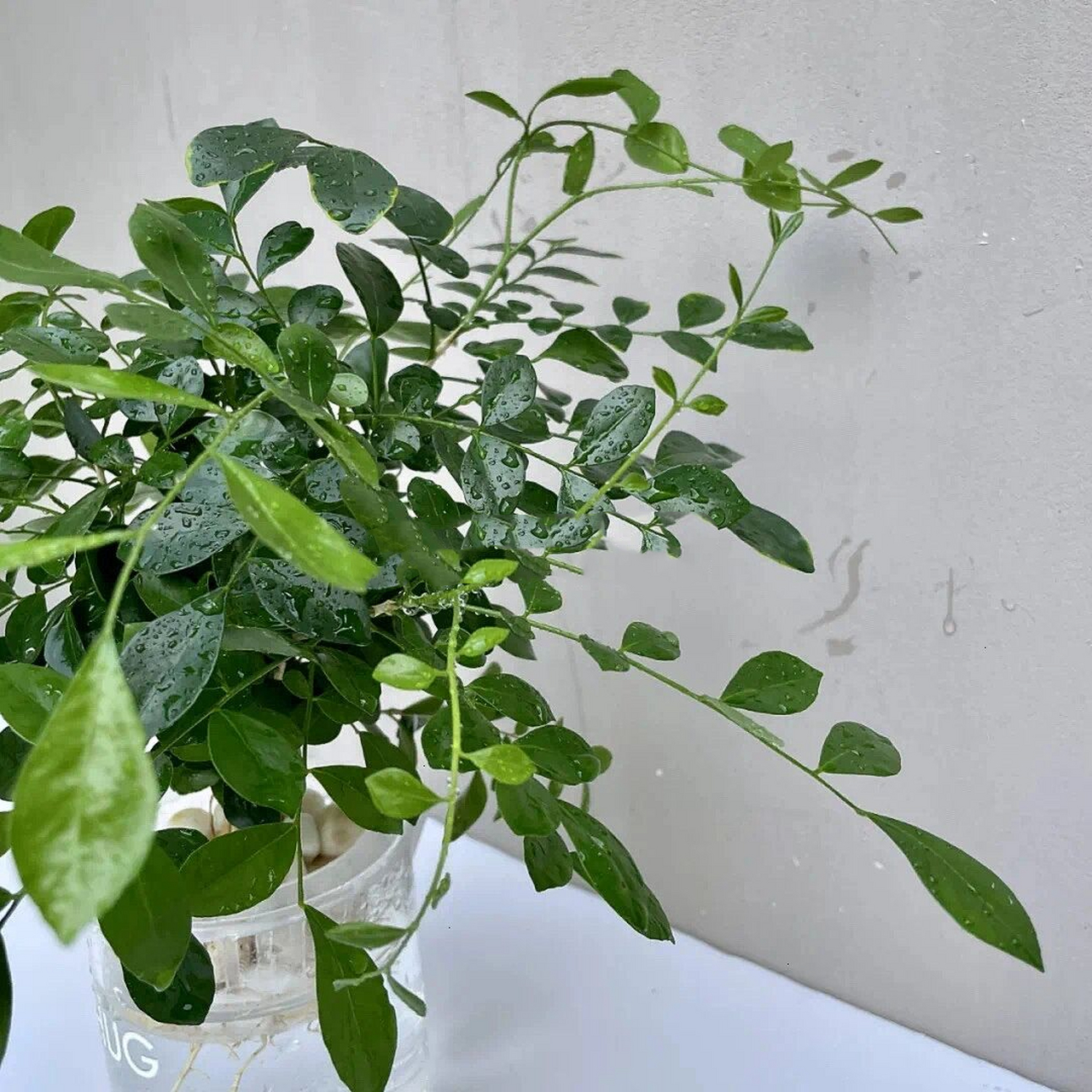 桌面水培植物|青翠欲滴水培九里香 水培九里香 长大了会开白花,十分