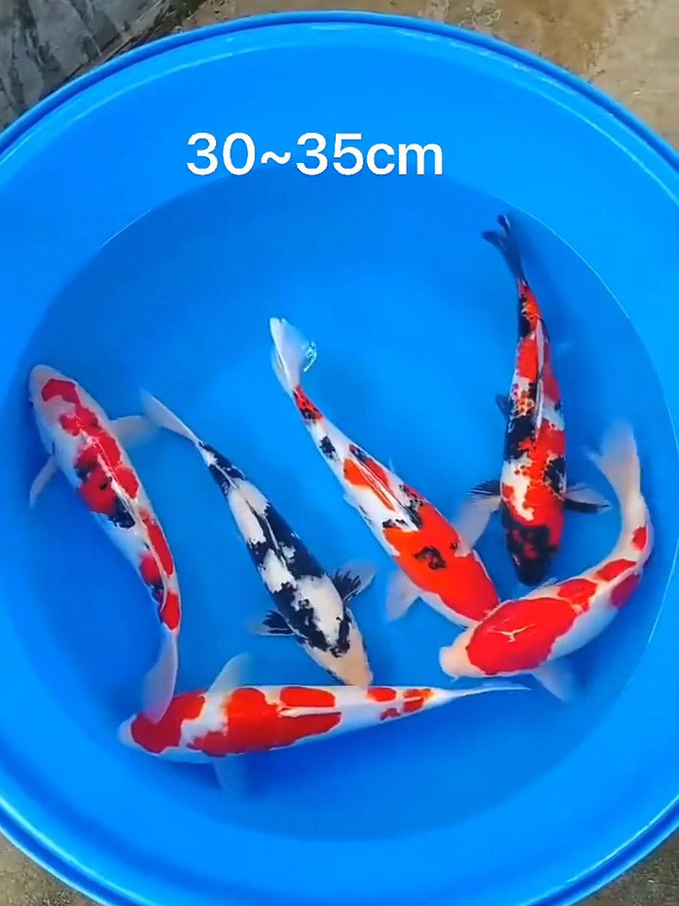 精品锦鲤30~35cm鱼缸养很漂亮 精品锦鲤观赏鱼30~35cm鱼缸养很漂亮