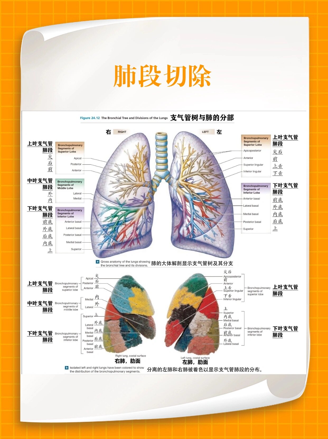 楔形切除,肺段切除,肺叶切除都是啥意思?