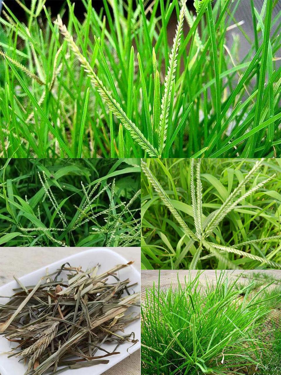 每天认识一味中药材——牛筋草 【别名】千金草,千千踏,忝仔草,千人拔