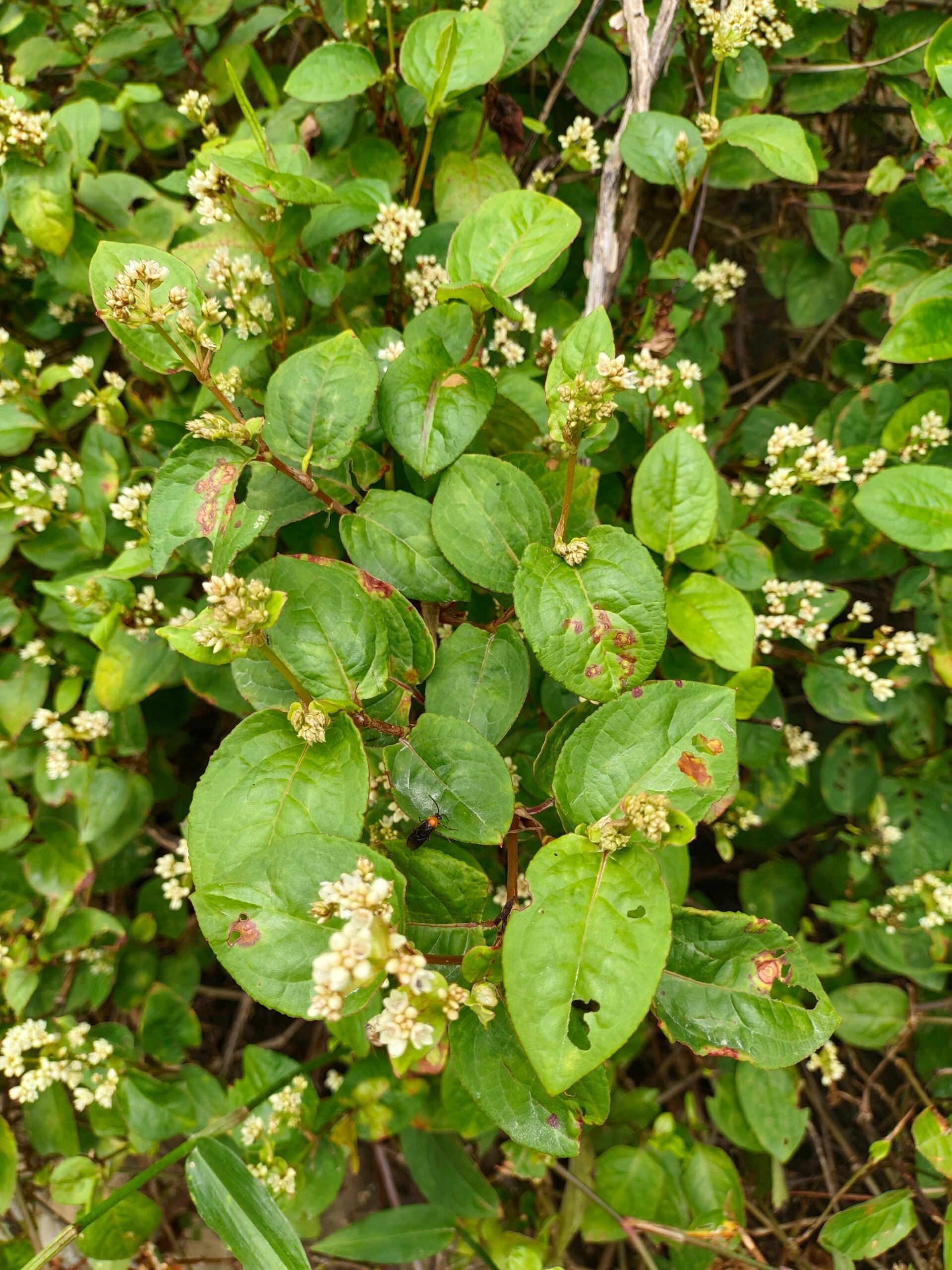 [107]每天认识一种植物—火炭母 91别名:赤地利,为炭星,白饭草 91