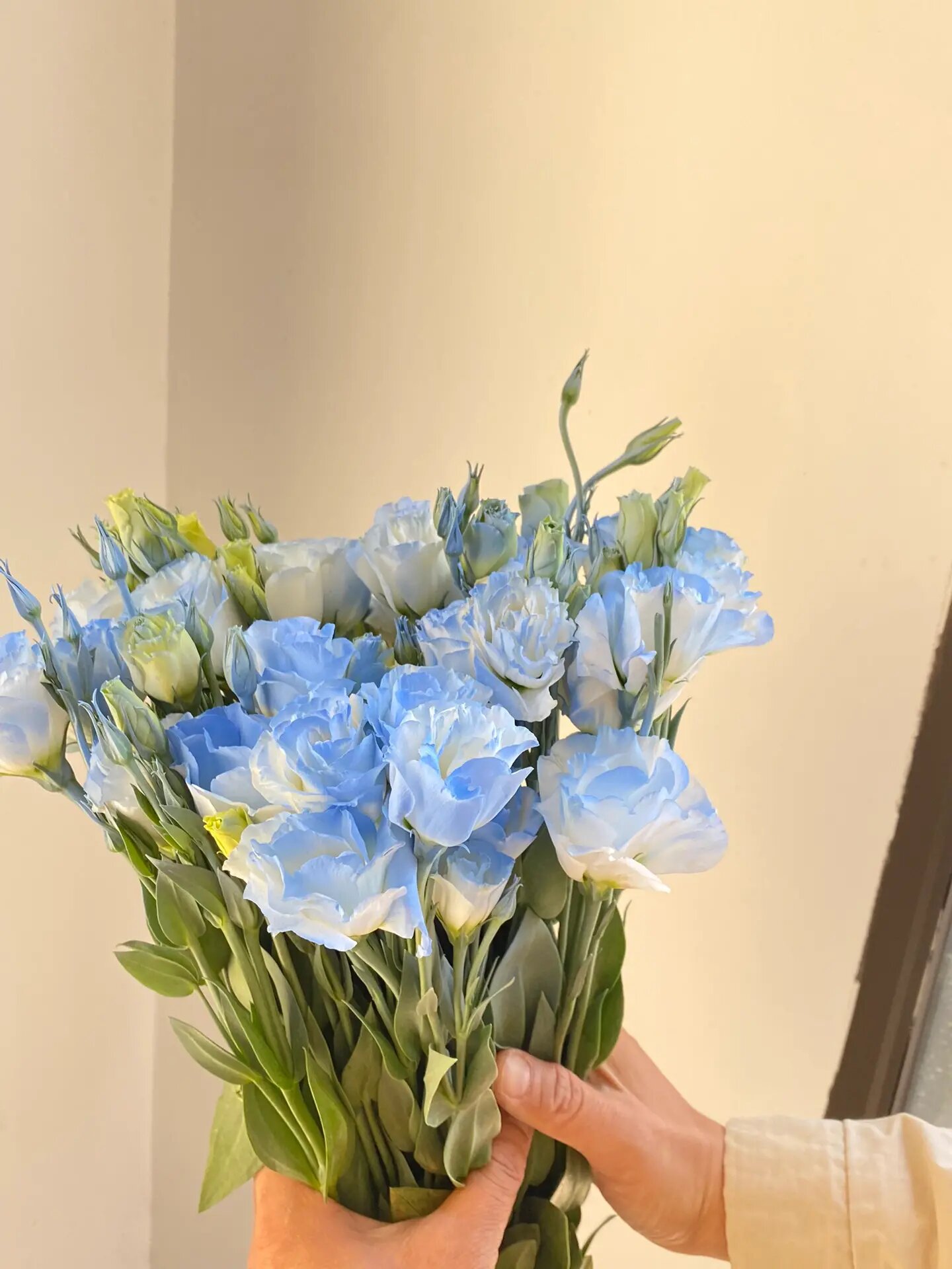 碎冰蓝色洋桔梗好浪漫93 碎冰蓝色,蓝白相间,浪漫满满,19.