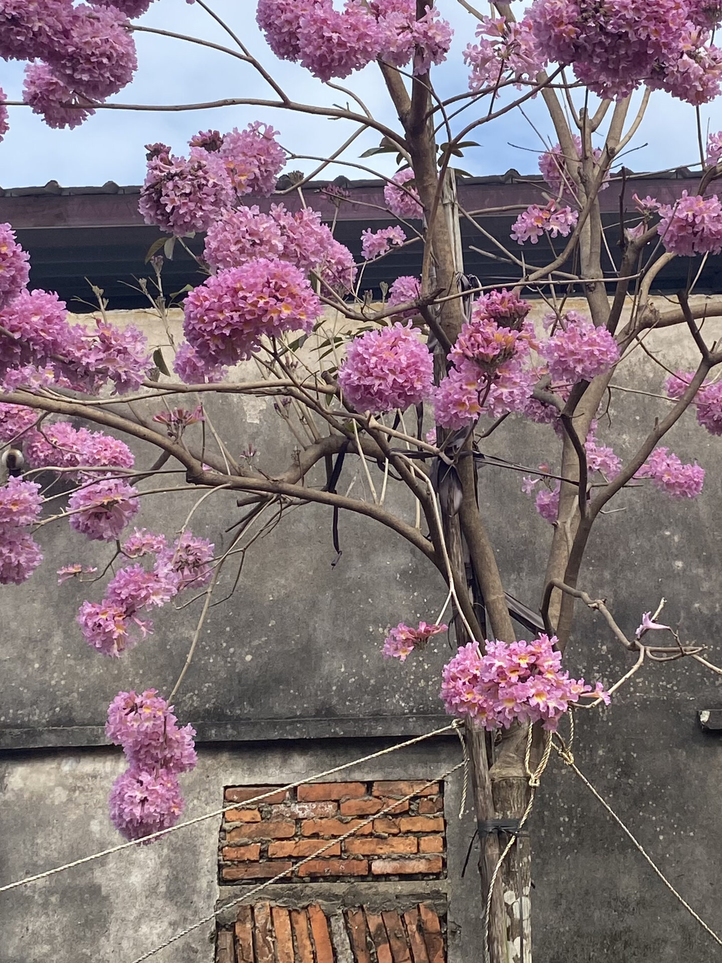 中山拍照|超美紫花风铃木花海93附路线图 95中山也有超美紫花风
