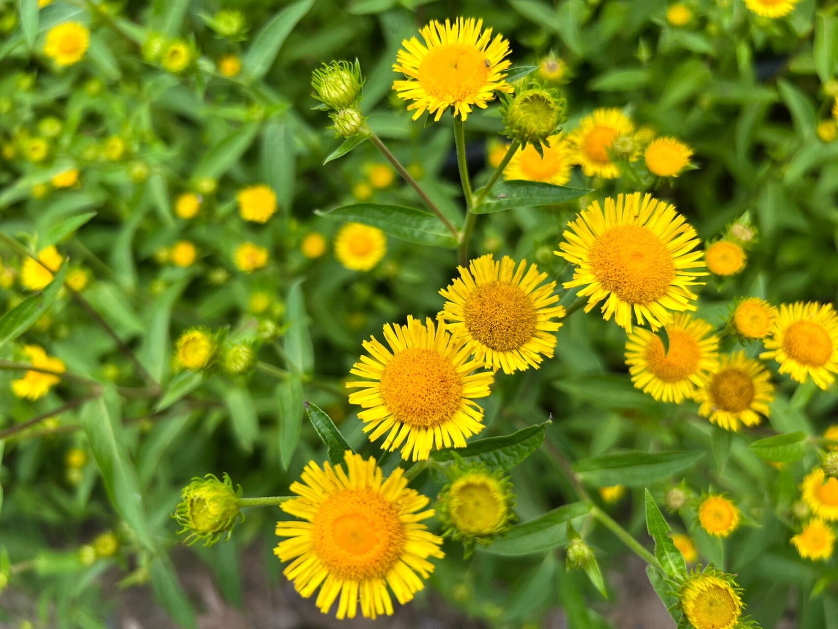 旋覆花～旋复花 旋覆花,又称旋复花,六月菊,药用植物,能治疗风寒咳嗽.