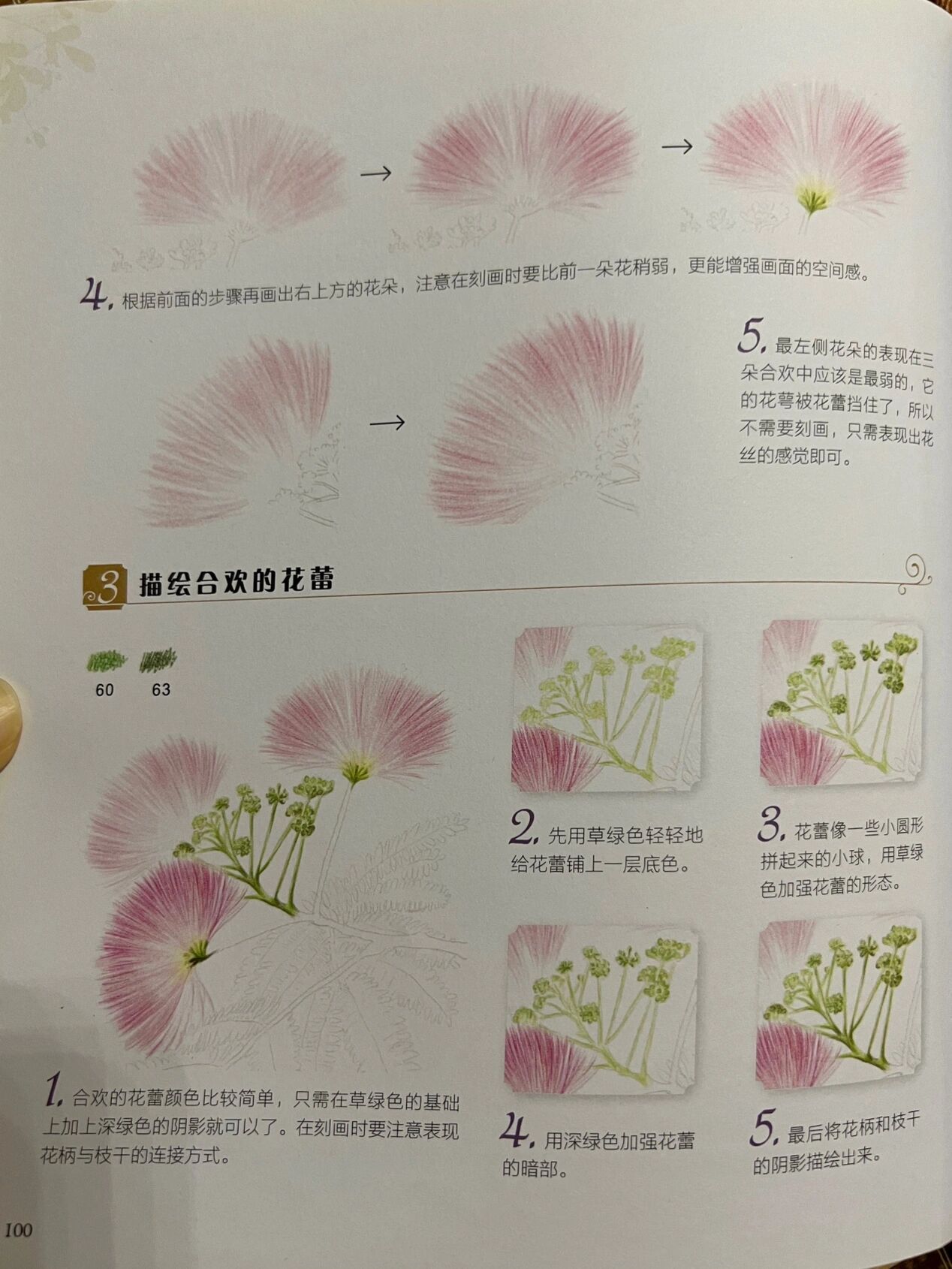 彩铅花卉