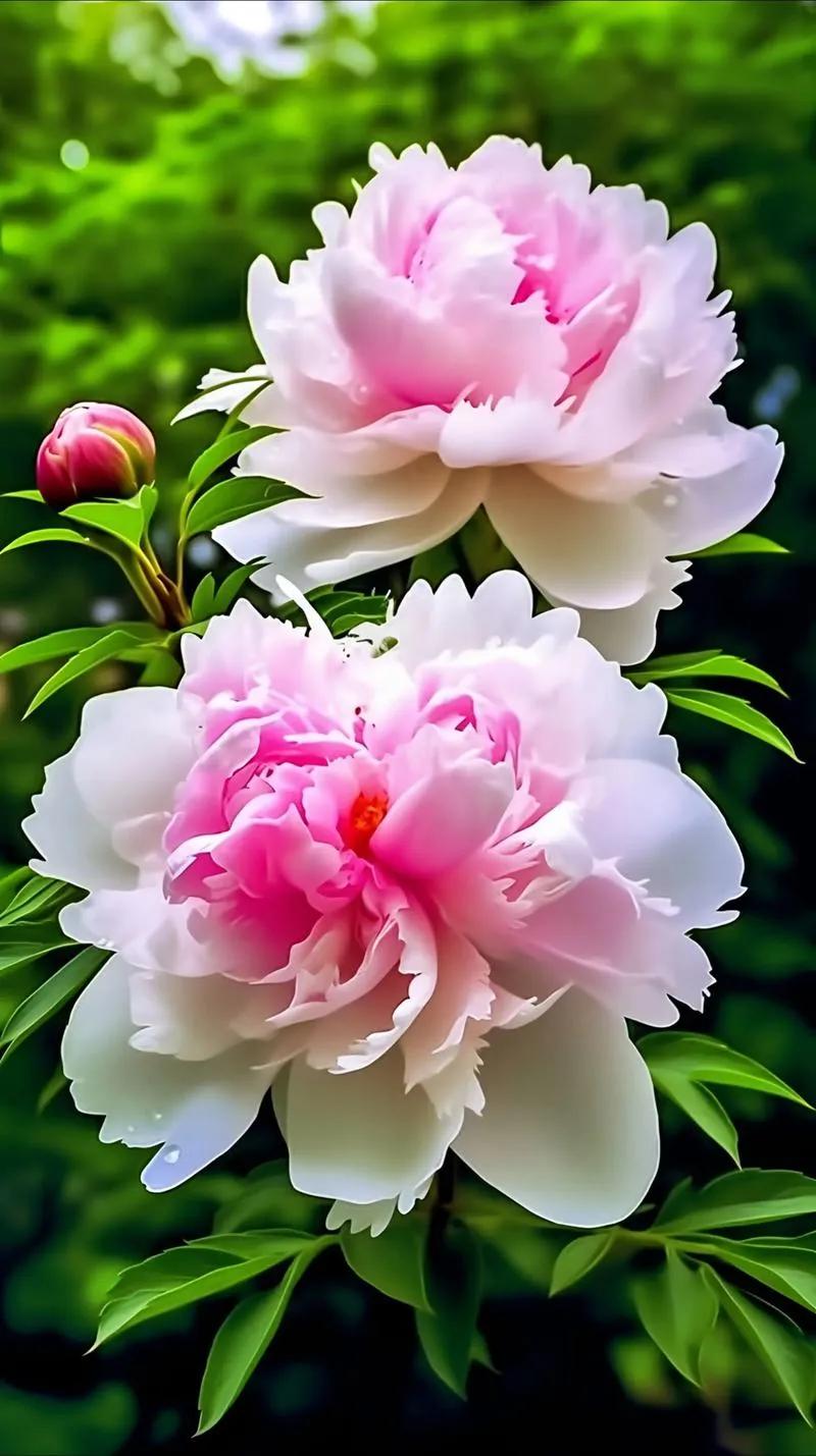 牡丹雍容华贵,在暖阳下绚丽绽放,花瓣层层簇拥,红似火,粉