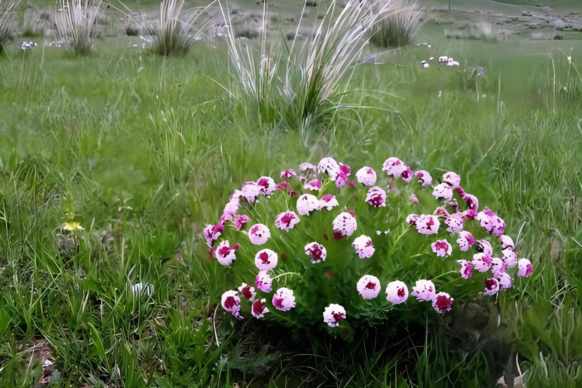 狼毒草图片野生图片