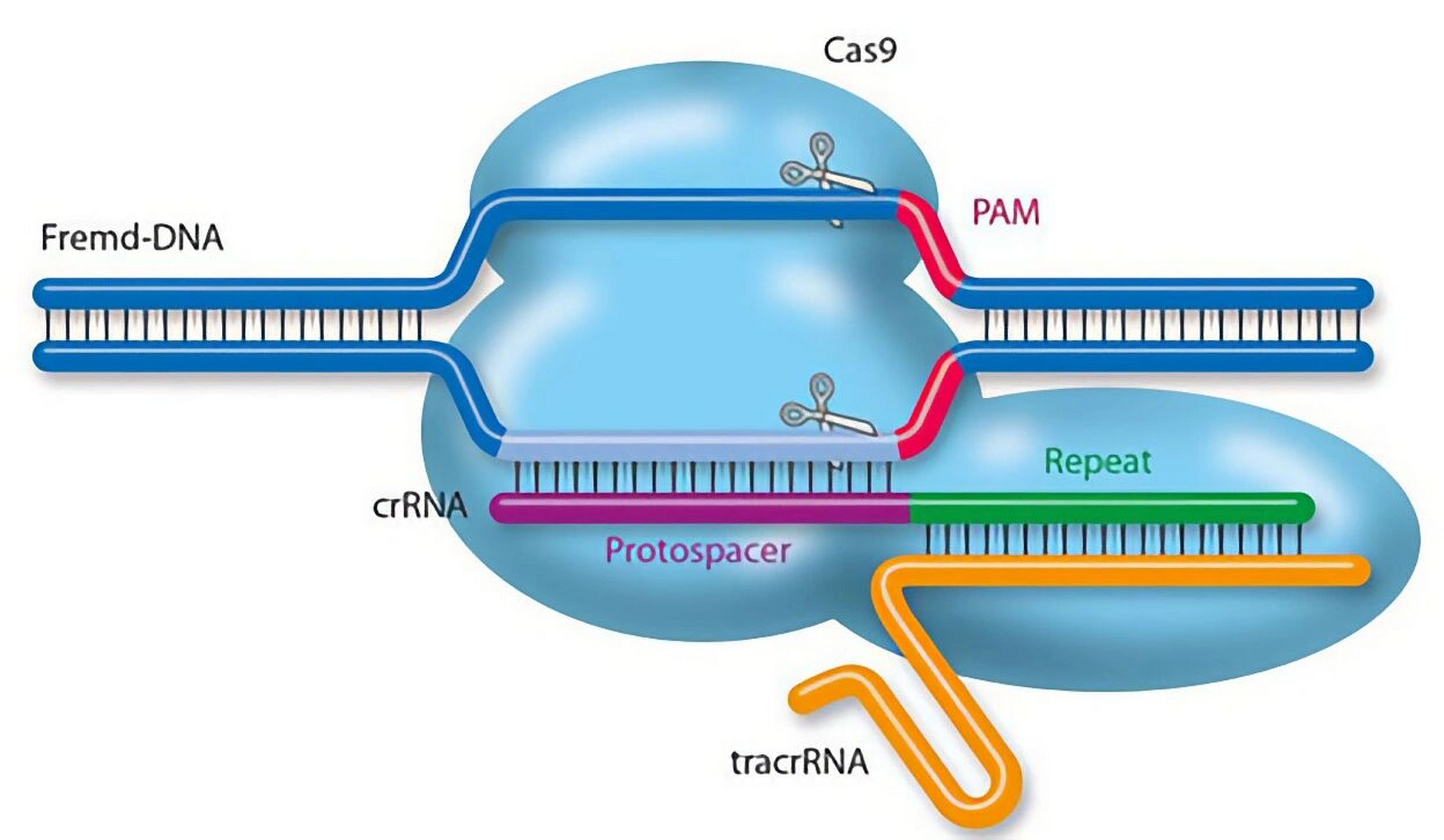 教学笔记85-crispr-cas9工作原理 1944年,艾弗里等人通过肺炎链球菌的