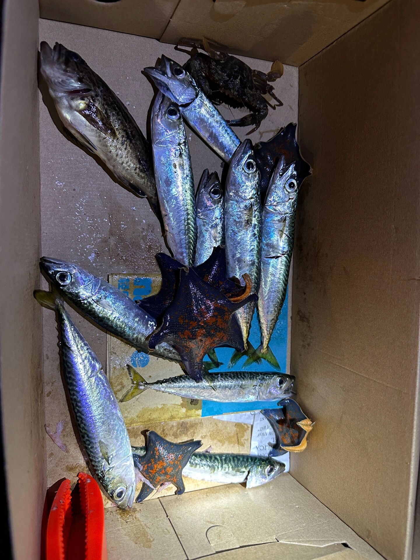 钓一夏鱼 | 串钩夜钓狂拉花鲅         当地钓友说八九月是钓鲅鱼好