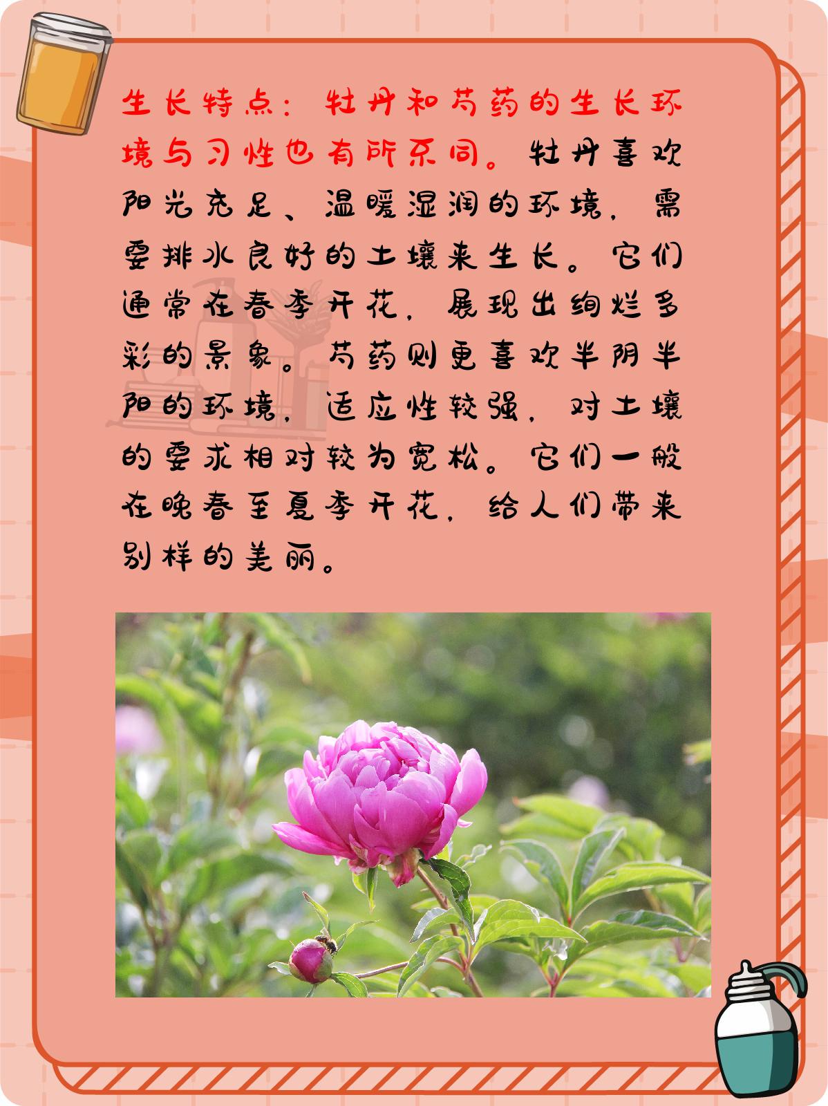 牡丹和芍药有什么区别 牡丹和芍药,作为中国传统文化中的名花,各自