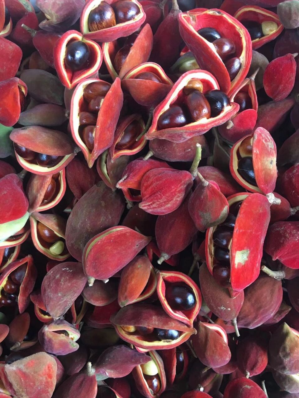 广东中山凤眼果 苹婆 凤眼果(苹婆 ) 10元一斤  接受预留,一年只有