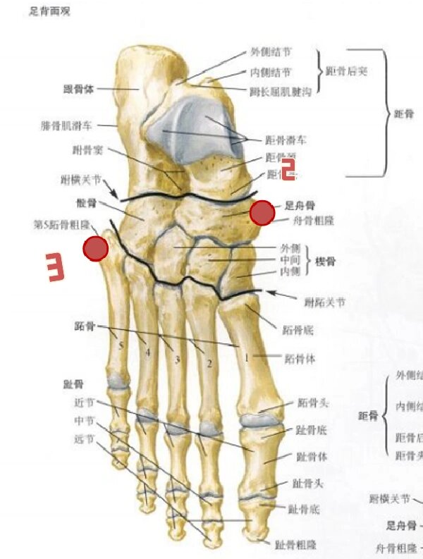 足胫骨位置图片