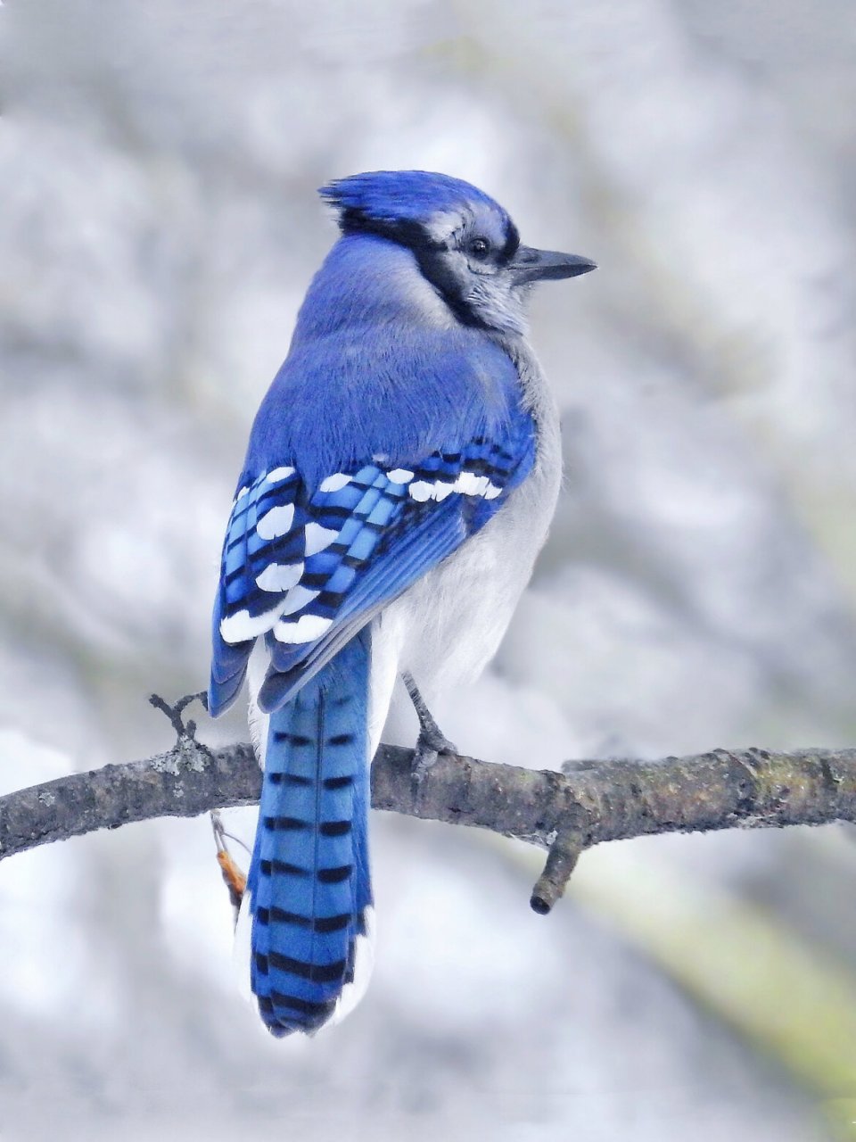 97 .blue jay 是世界上十大最美的鸟之一. . . . . . . . . .