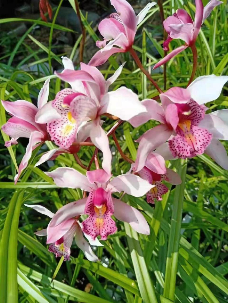 越南美花兰 越南美花兰(基地自养苗)