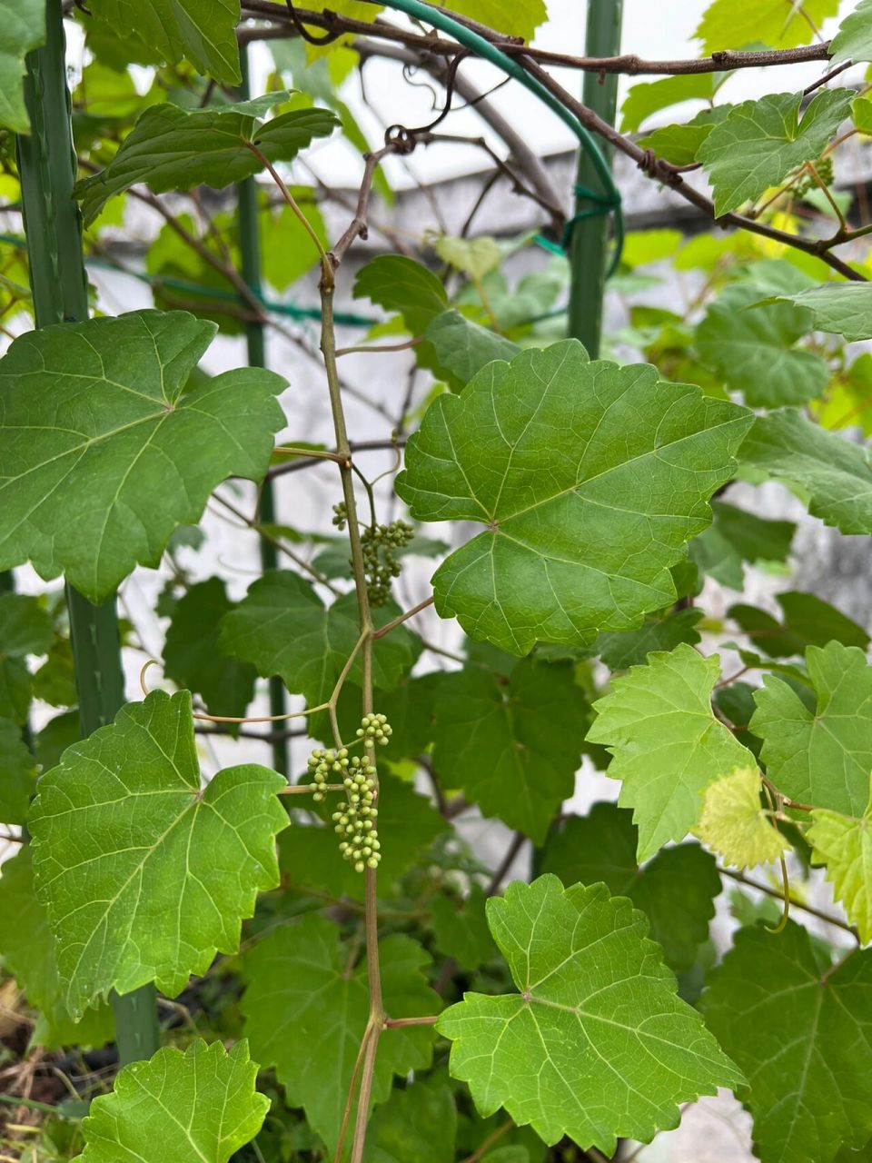 美国圆叶葡萄-红宝石   品种为红宝石,跟其他圆叶葡萄一样开花量很大.