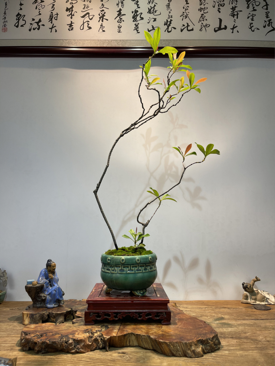 不起眼的龙船花也可做成雅致的盆景 龙船花盆景