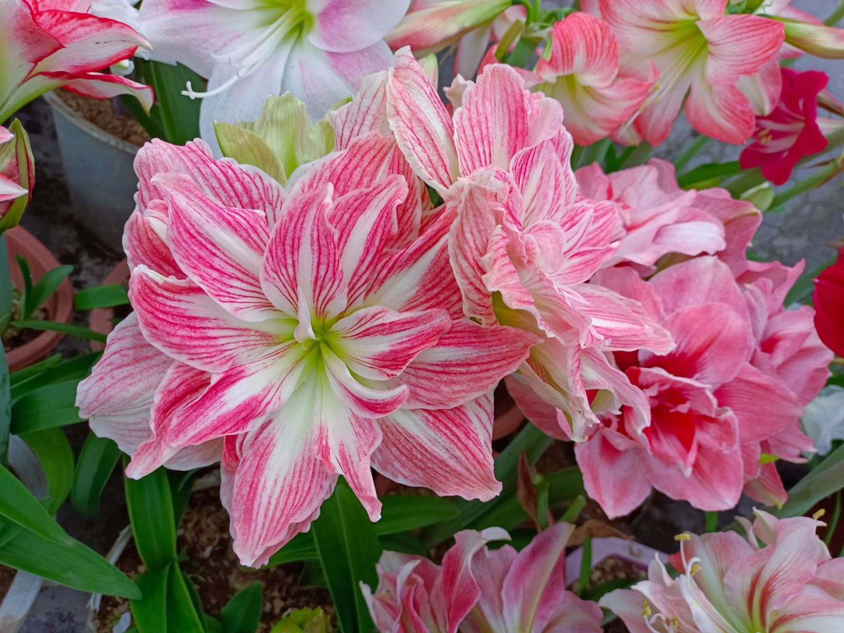 朱顶红——美丽仙女 冷门大花品种,不太好养