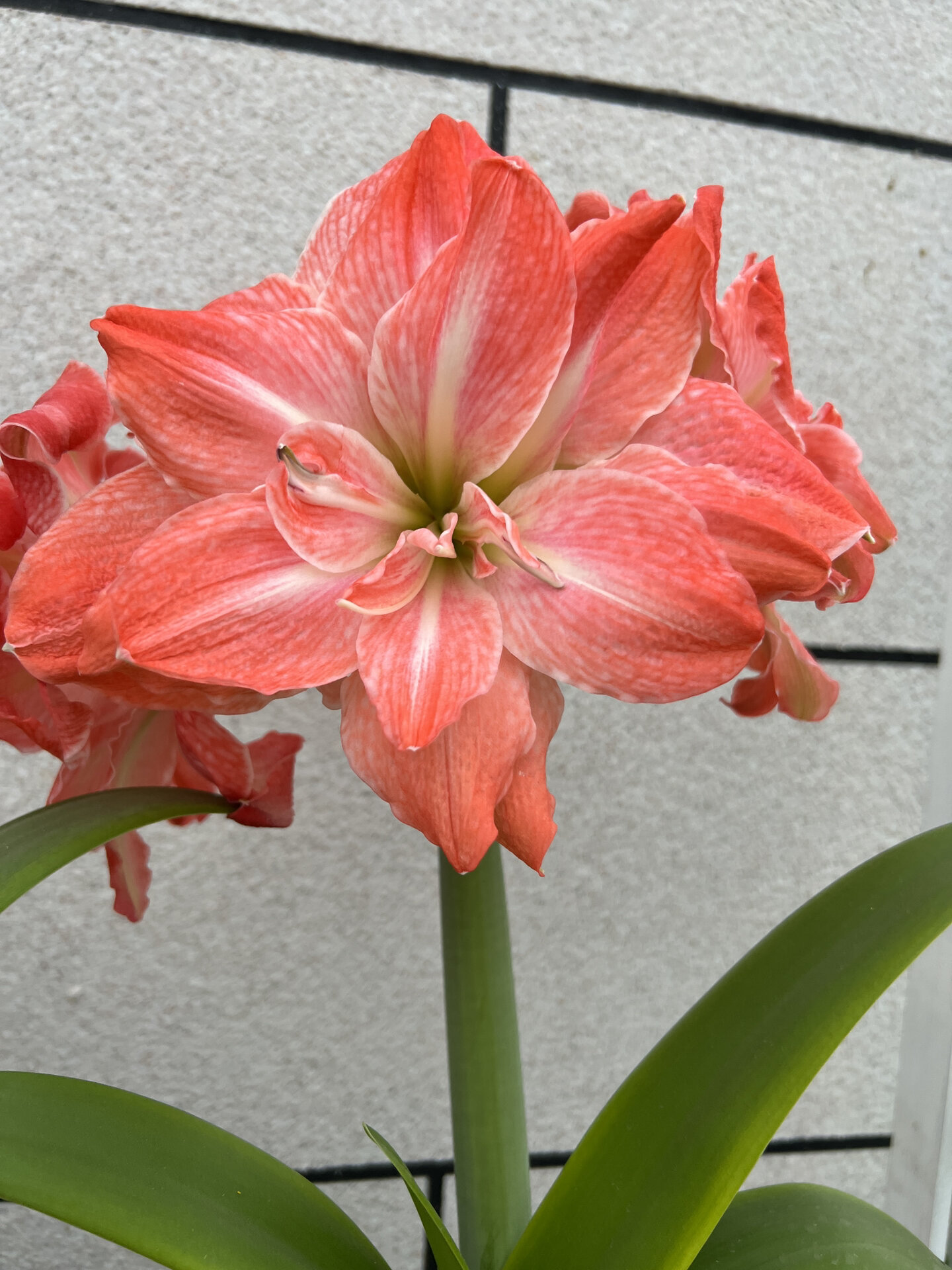 朱顶红-火烈鸟黛丝 实物看觉得还行,颜值过关但不惊艳遇到z正常价格可