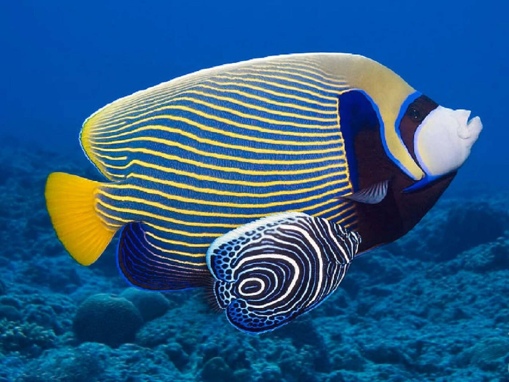 皇帝神仙(上篇) emperor angelfish 学名:pomacanthus imperator 主刺
