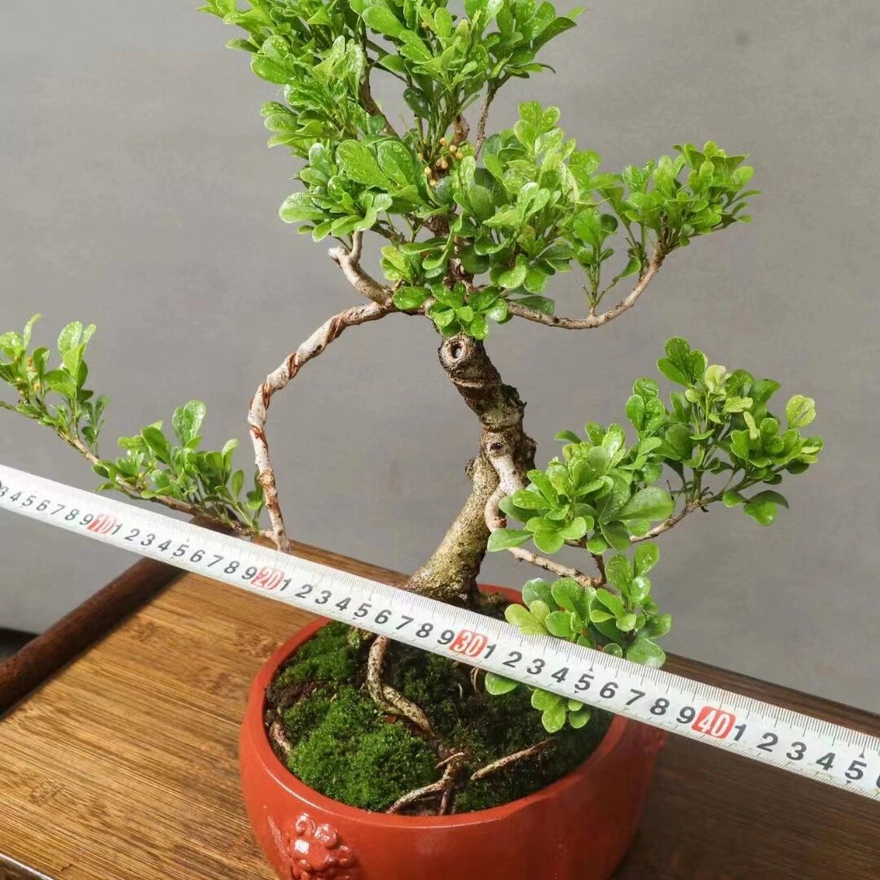 精品米兰老桩盆景,桩老叶美. 精品米兰老桩盆景,桩老叶美.