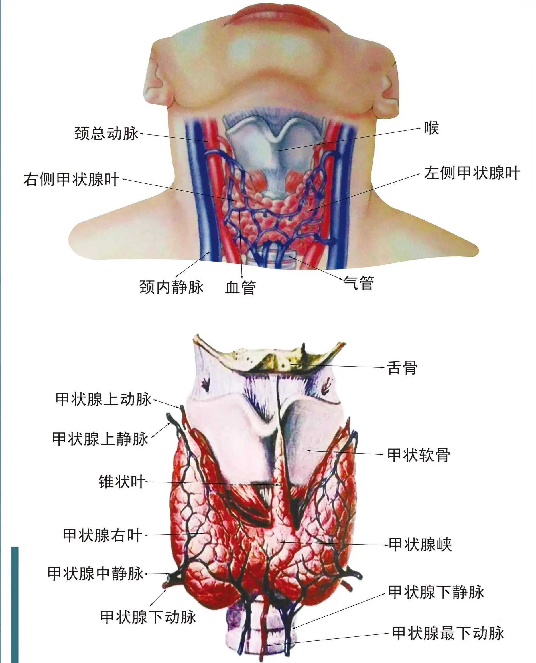 11.解剖学 甲状腺