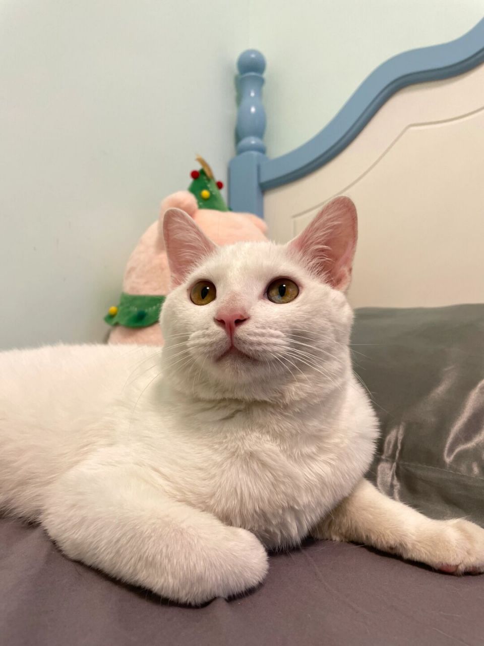 右滑看我救回误食干燥剂的小猫咪 图一小猫咪误食干燥剂,吃的嘴巴鼻子