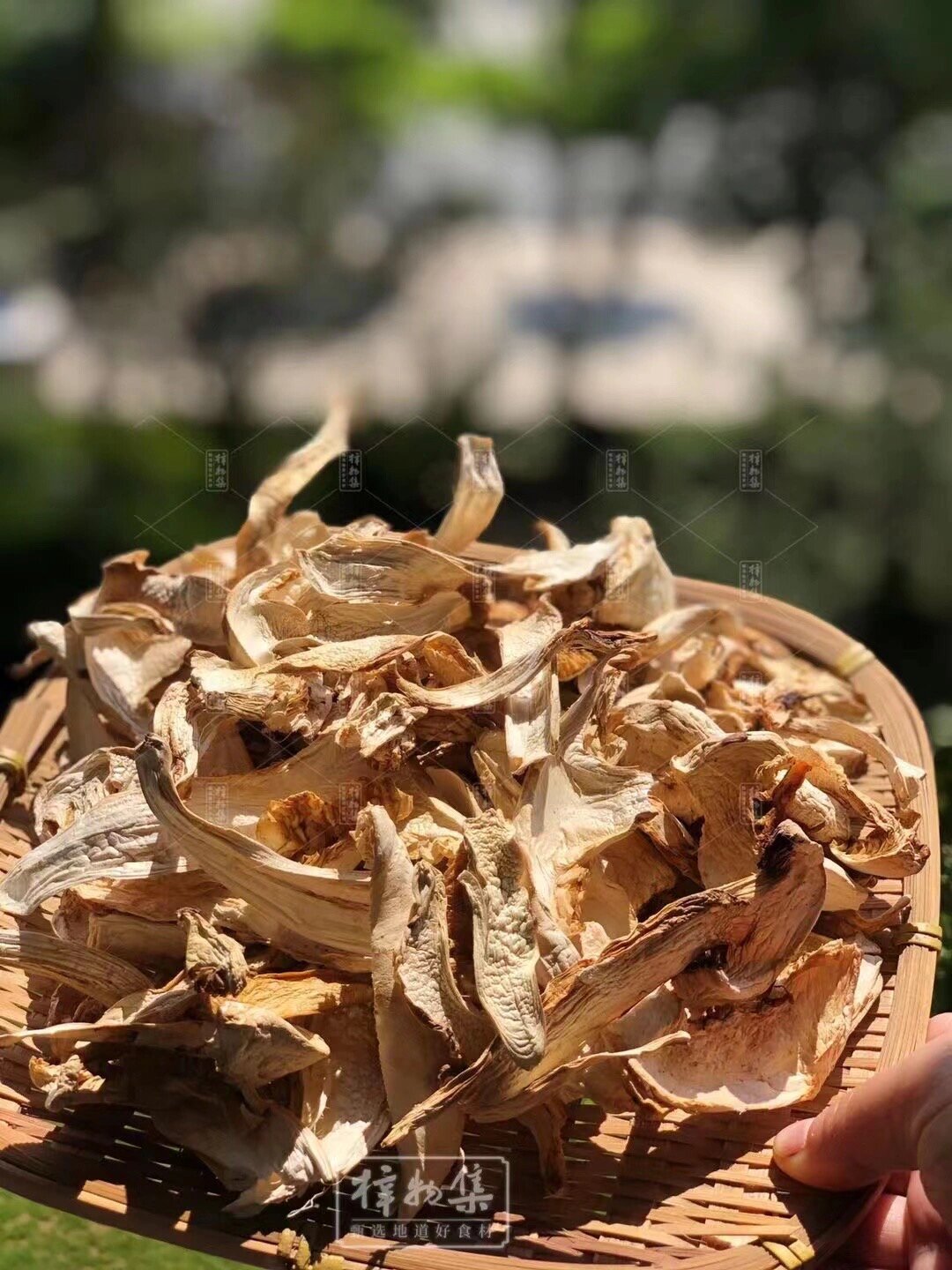 梓物集 | 松茸干片