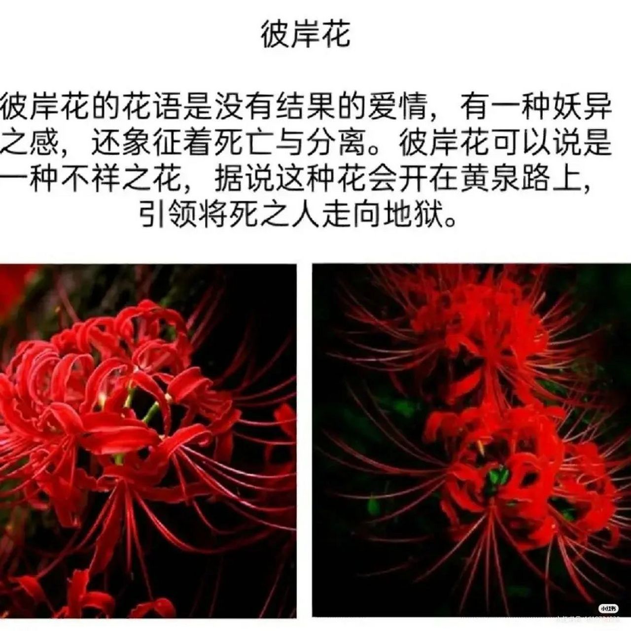 世界上的花 冷漠图片