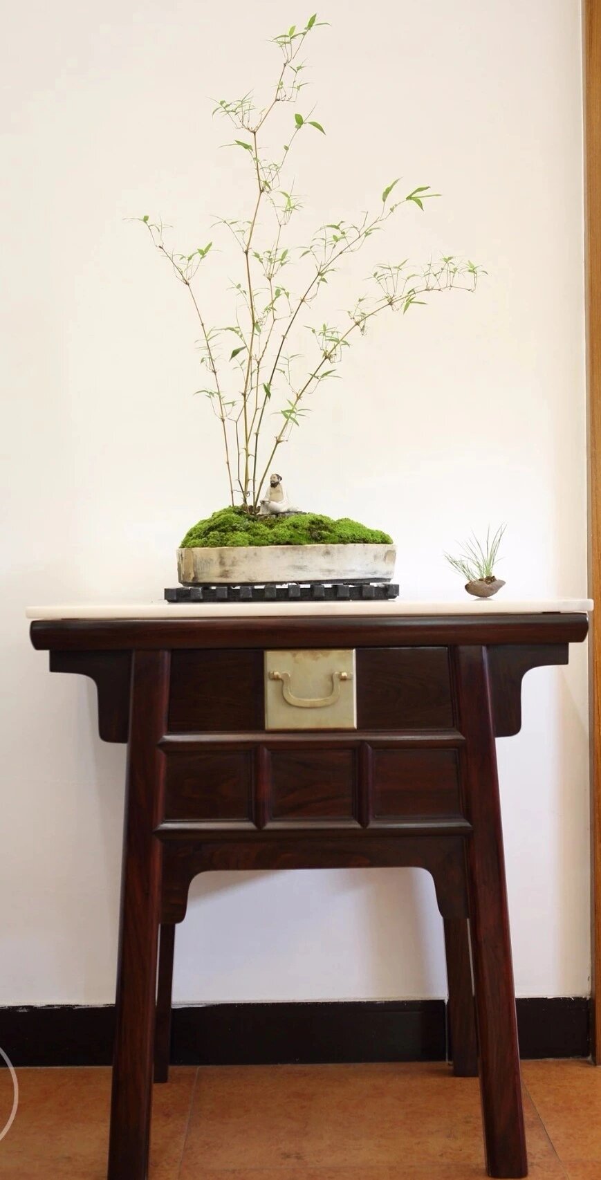 竹盆景欣赏及养护