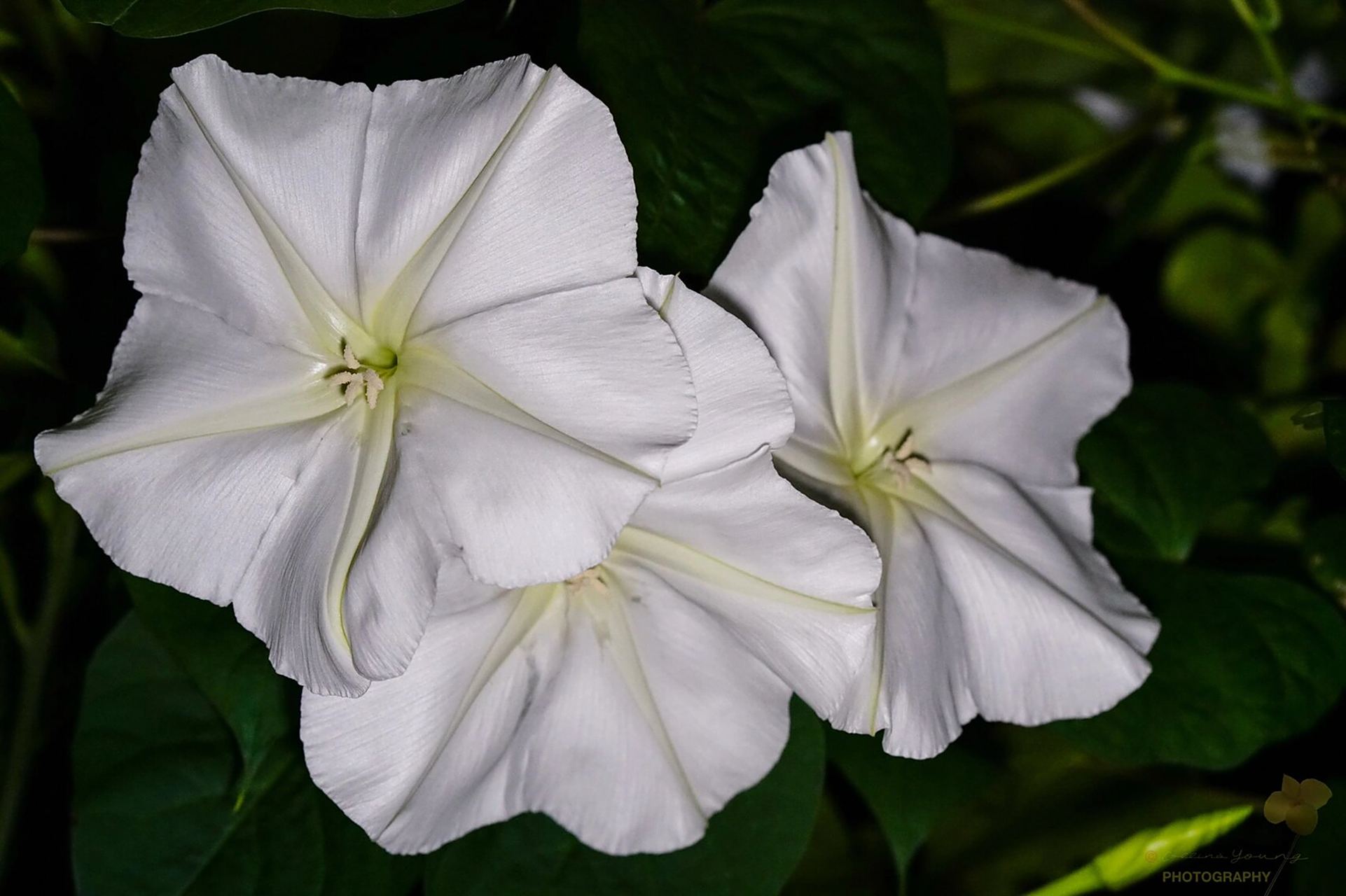 夕颜,开在月光下,纯洁如斯,白如绸缎 夕阳西下,月