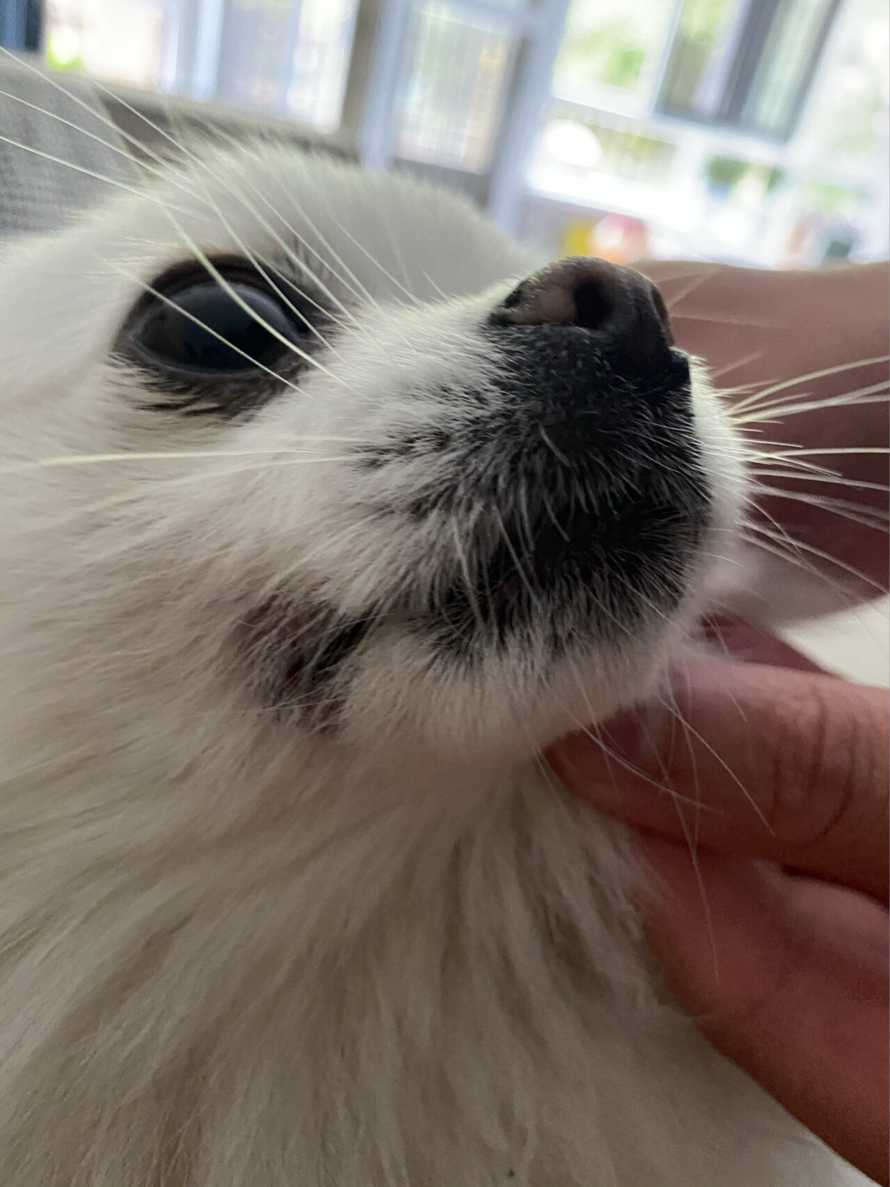 求助,狗狗嘴角红肿,脱毛