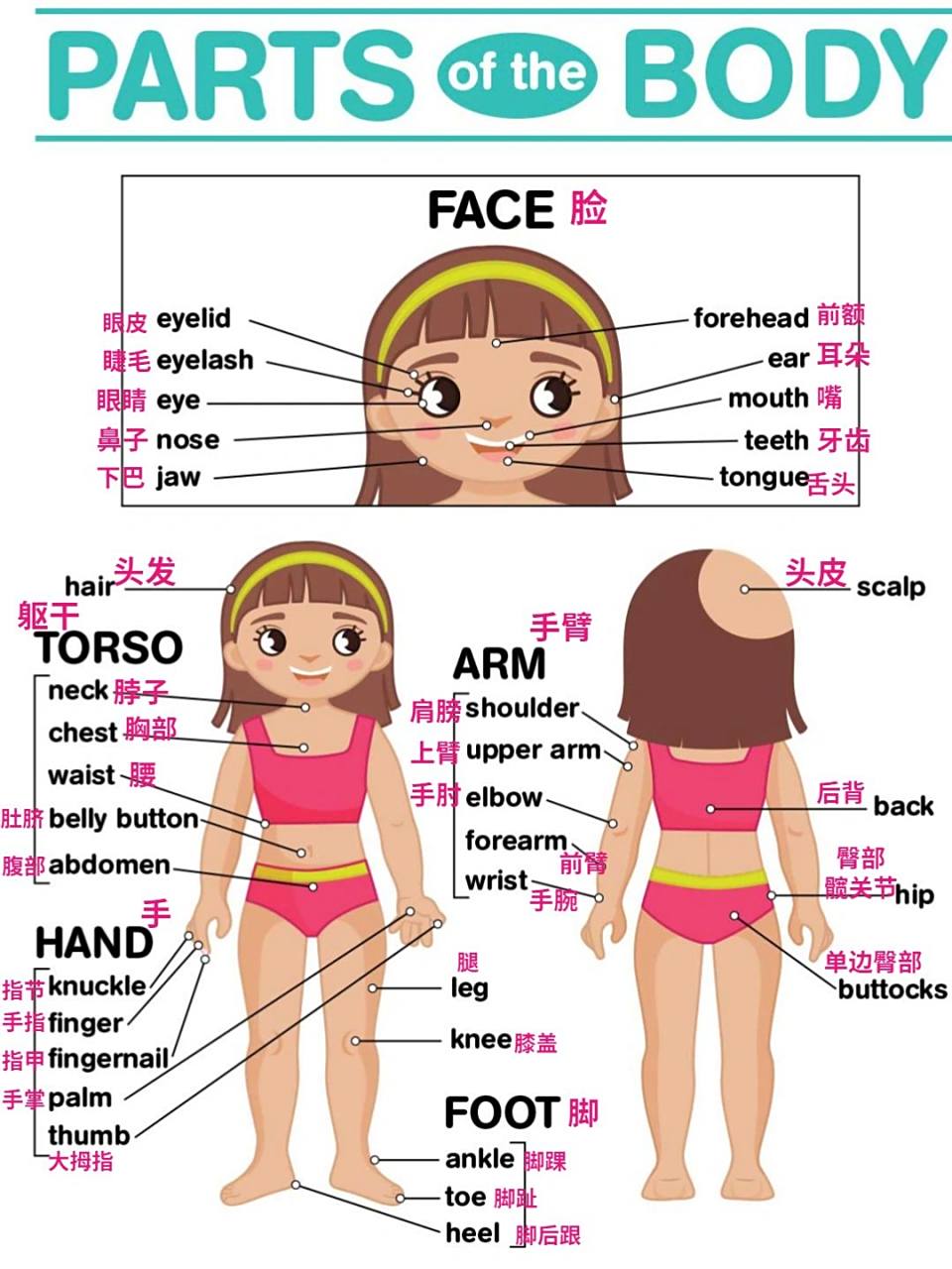 认识身体parts of the body英语单词 parts of the body身体部 