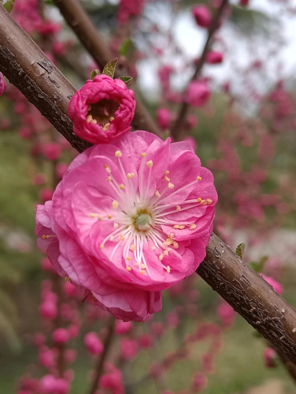 重瓣榆叶梅花期图片