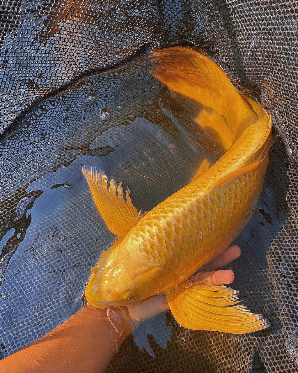 蝴蝶锦鲤实在太漂亮了