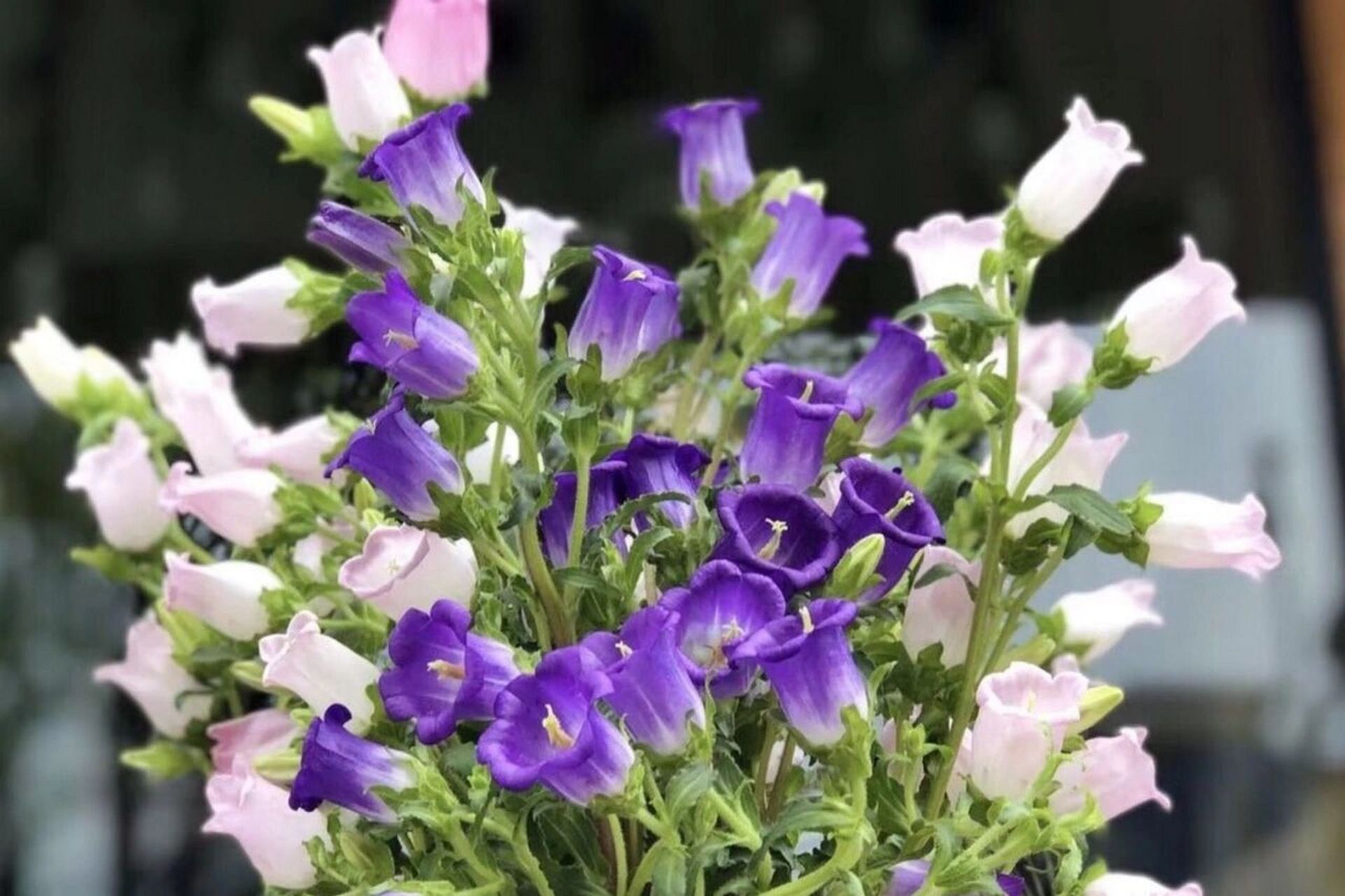 每日植物—风铃草 风铃草 花色:多色 高度:40-60cm 花期:4-6月 光照