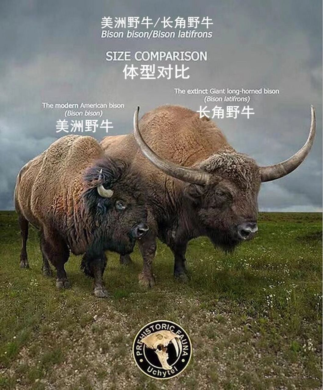 【灭绝巨兽与今天的亲戚】北美篇——长角野牛(b #古生物# #科普