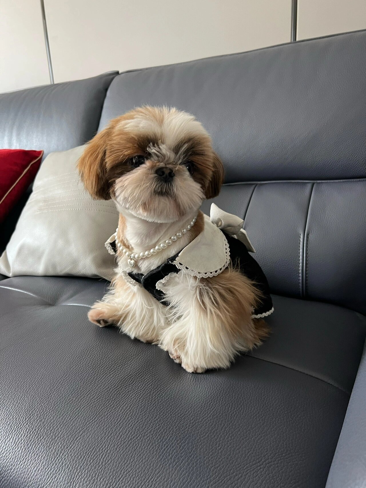 西施犬 建国今天剪了新发型06是个圆脑袋的小宝贝了