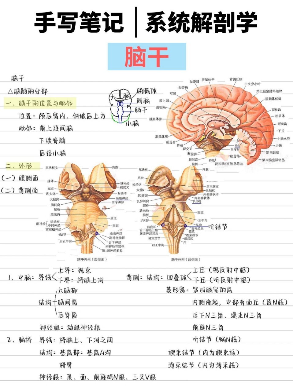 脑干影像解剖图图片