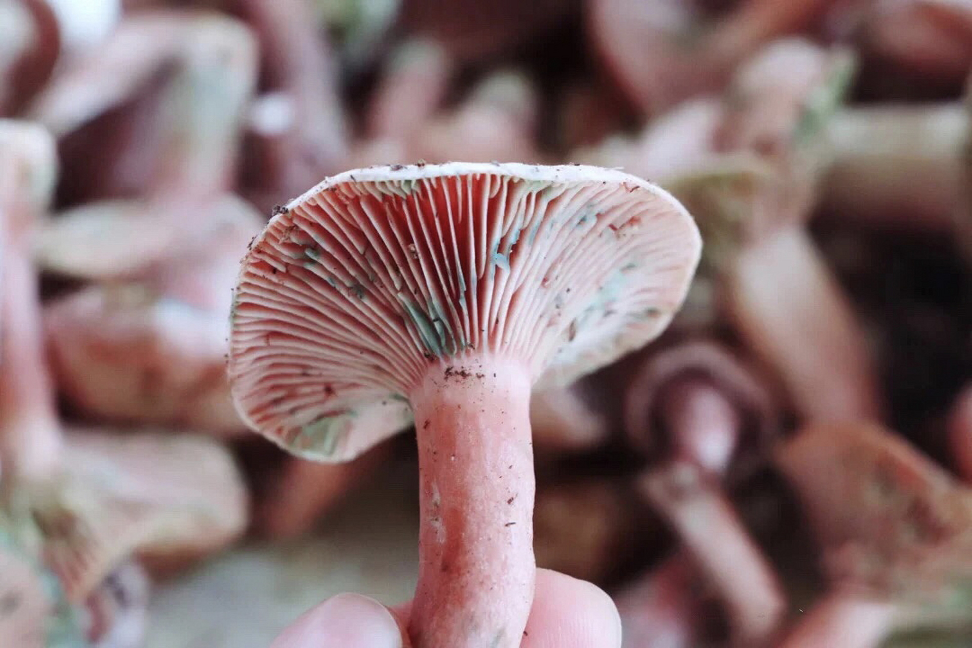 野生菌种类大科普之铜绿菌 铜绿菌隶属于菇类的一种真菌,有一些食用