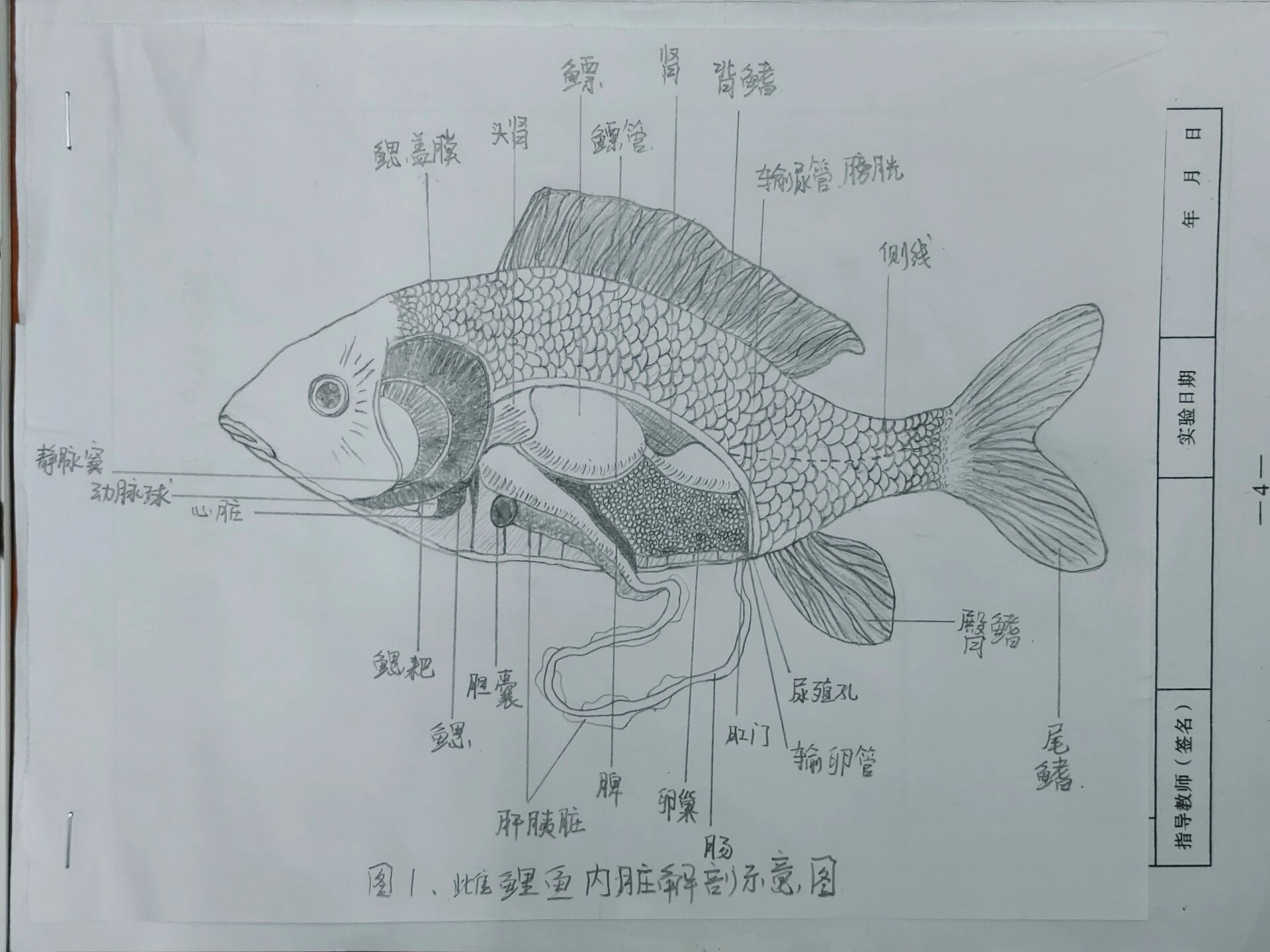 鲤鱼结构解剖图图片