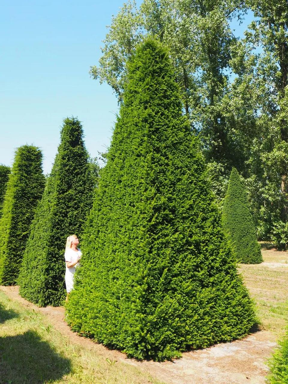 你没见过的红豆杉造型.