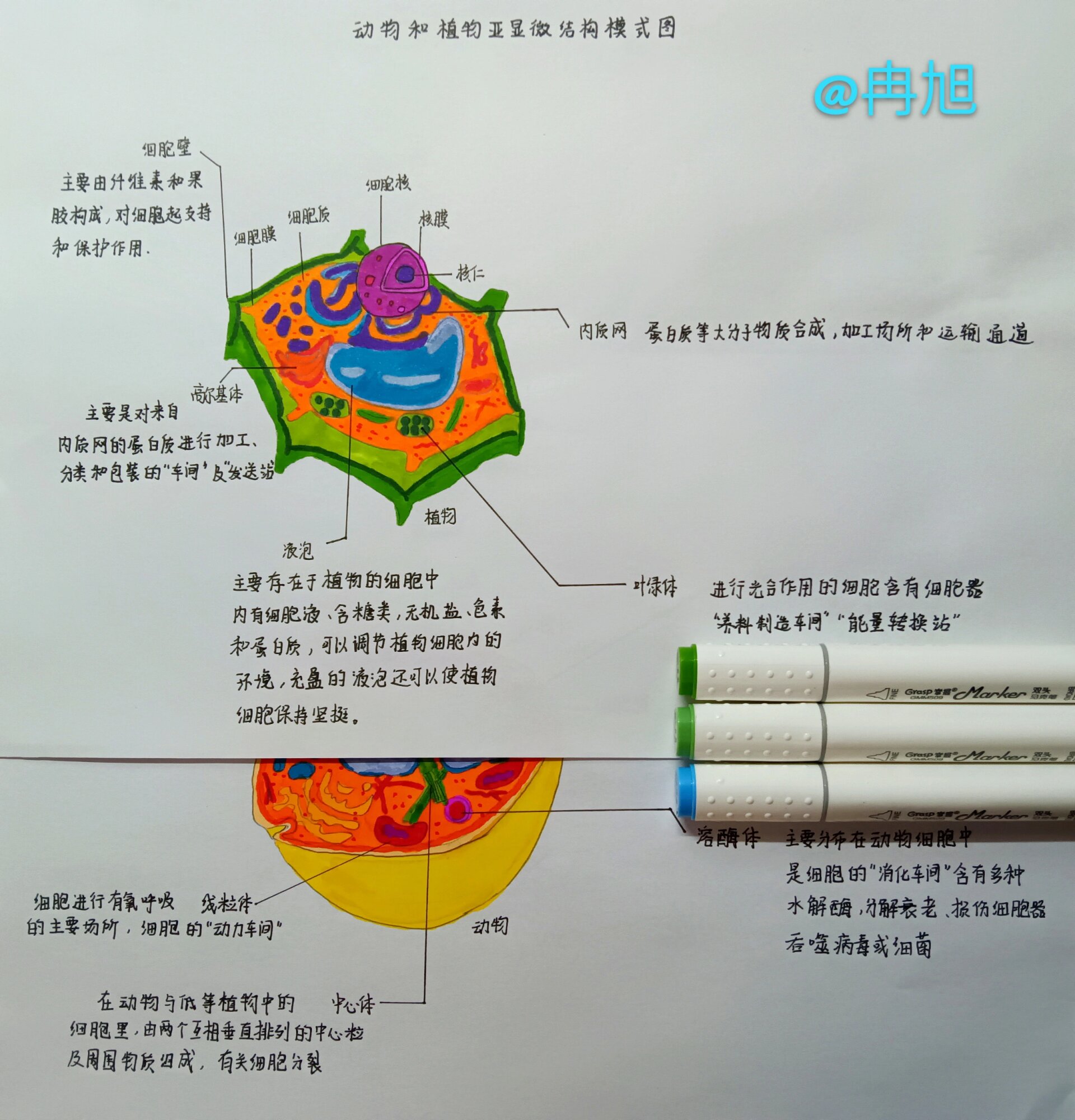 细胞亚显微结构图手绘